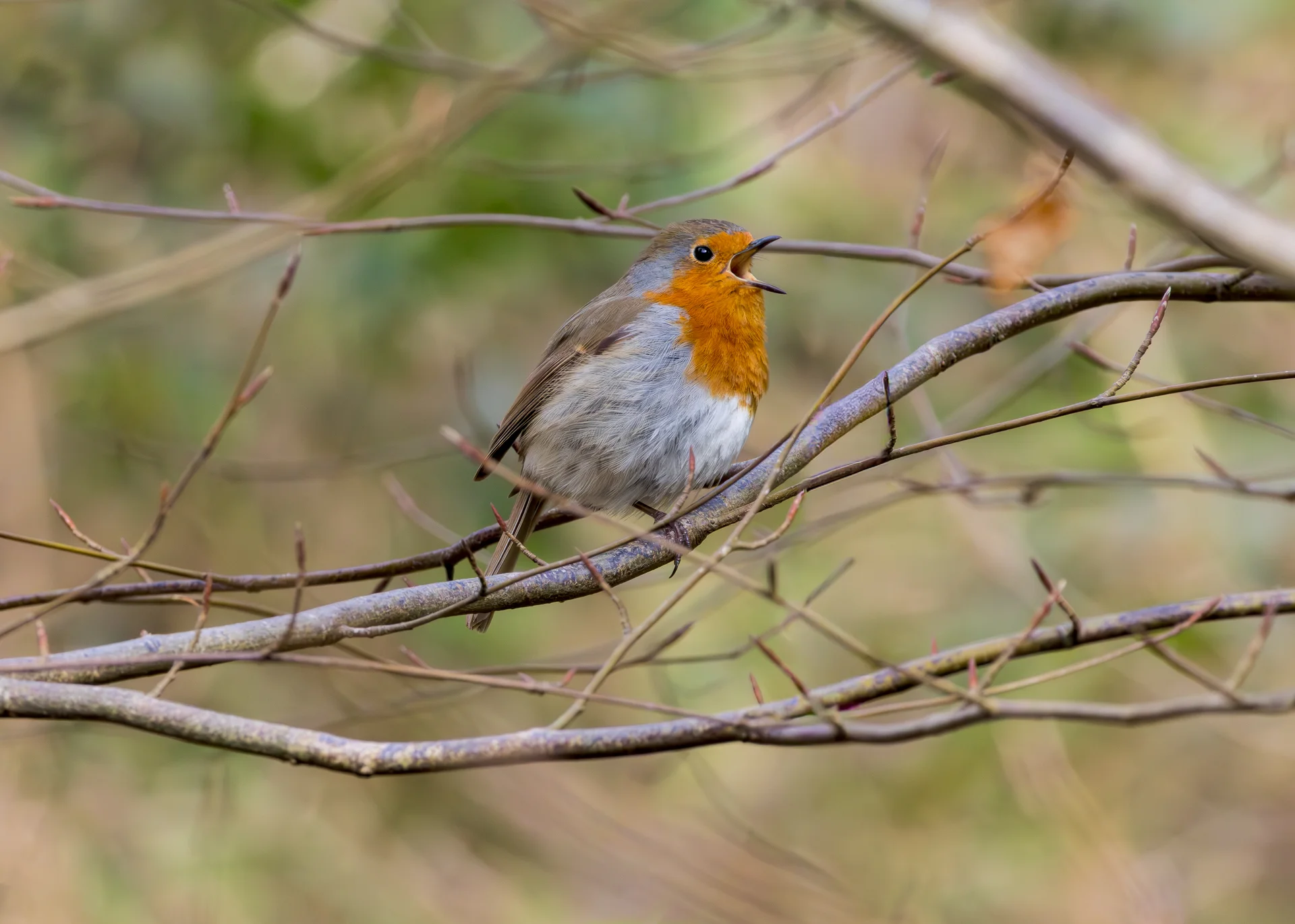 European robin singing on a branch