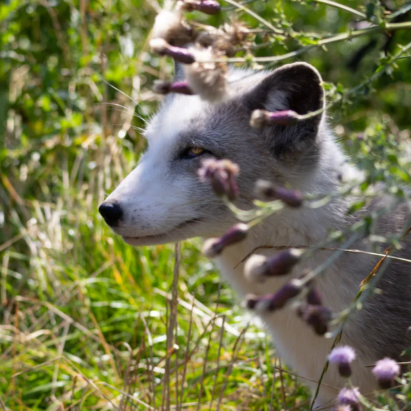 Arctic fox in summer coat among sunlit grasses and thistles