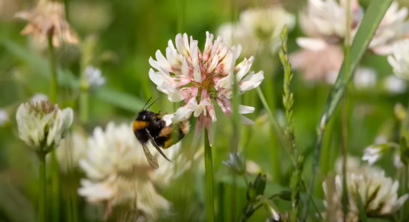 Bumblebee feeding on white clover in a meadow