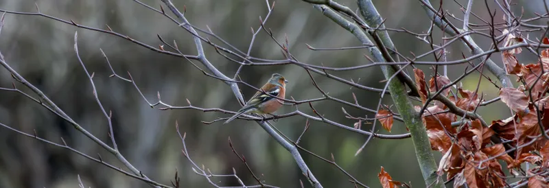 Male chaffinch perched among bare twigs and autumn leaves