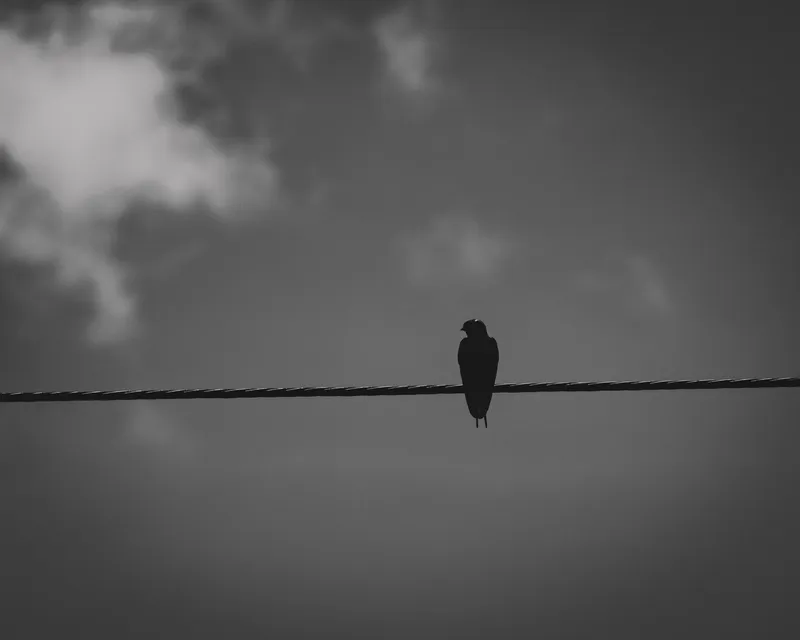Bird silhouetted on a wire against a cloudy sky, black and white