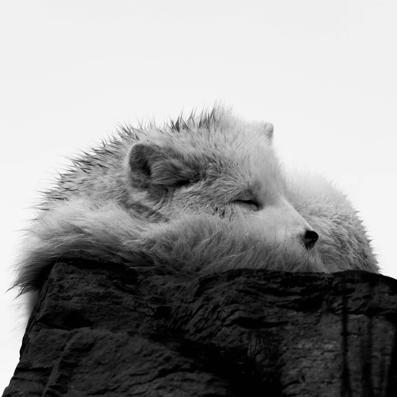 Arctic fox curled up on a rock, black and white