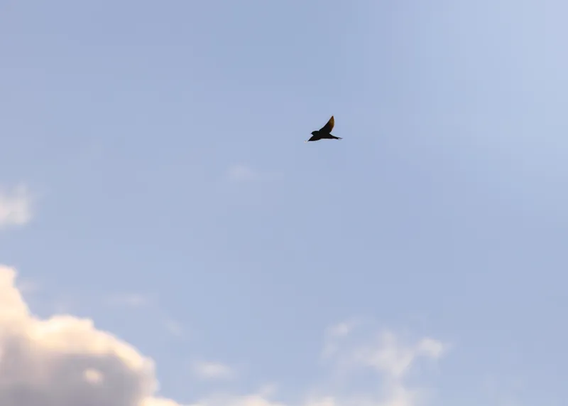 Barn swallow in flight against a blue sky
