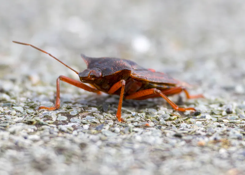 Red-legged shield bug on a gritty surface