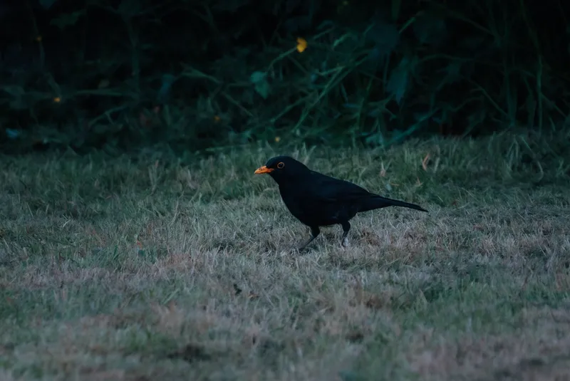 Male blackbird foraging on grass at dusk