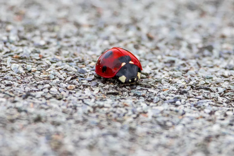Ladybird on a gravel surface