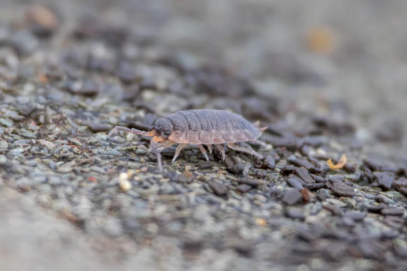 Woodlouse on a gravel surface