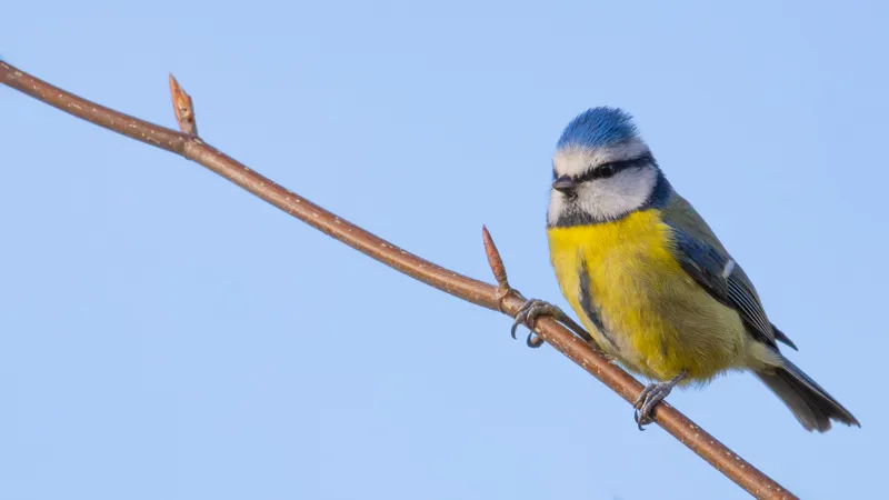 Blue tit perched on a bare branch against a clear blue sky
