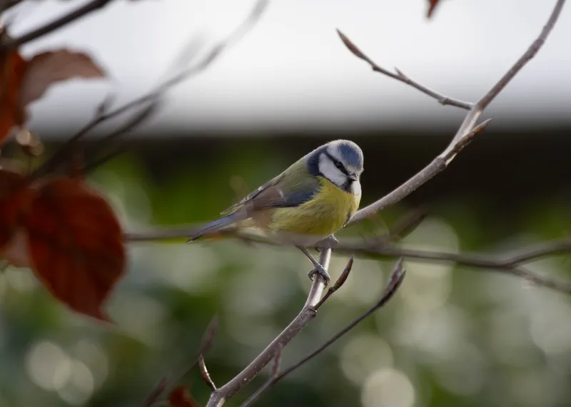 Blue tit perched among twigs with copper leaves behind