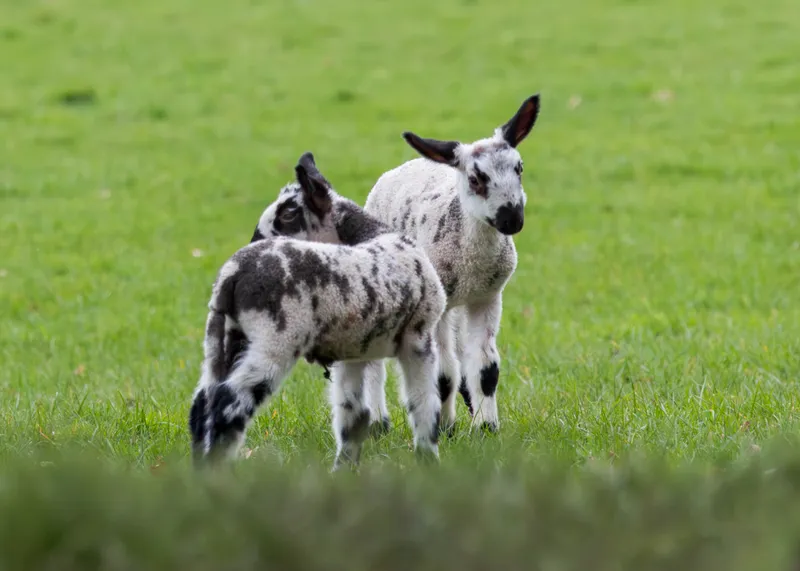 Two spotted lambs in a green field