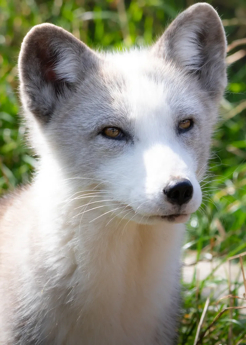Arctic fox portrait in summer coat