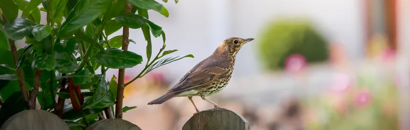 Song thrush perched on a garden fence post