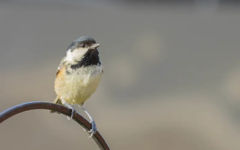 Coal tit perched on a metal feeder hook