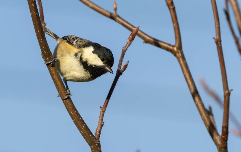Coal tit perched on a twig against a blue sky