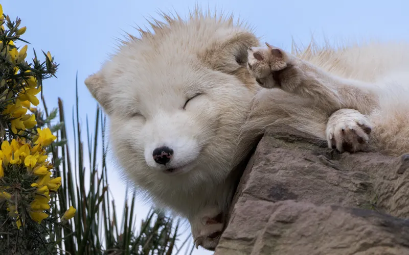 Arctic fox dozing on a rock beside yellow gorse