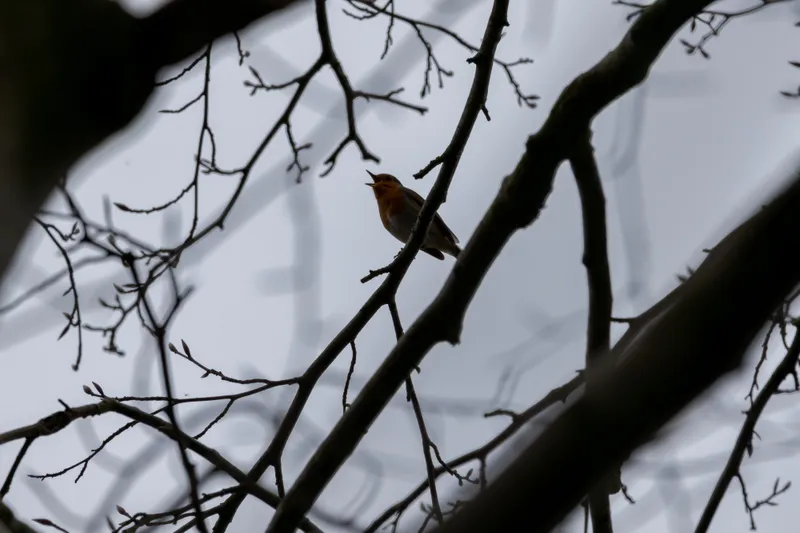 European robin singing among bare branches against a grey sky