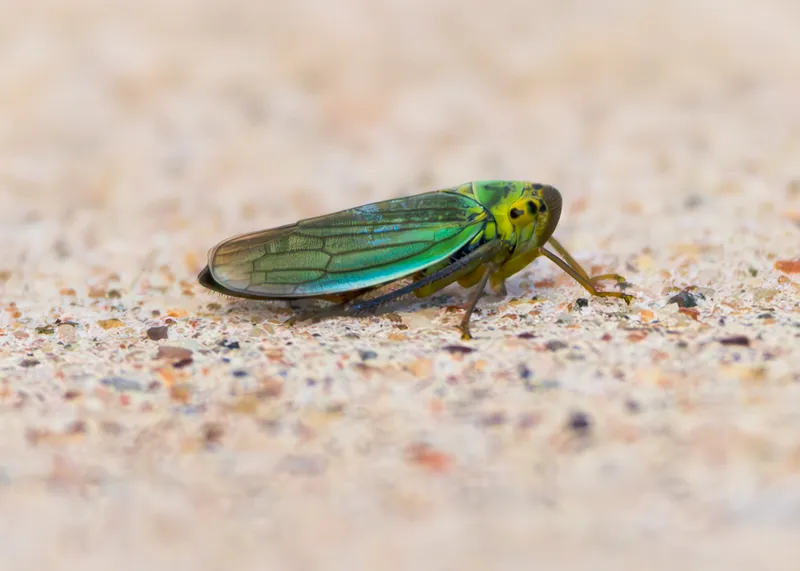 Green leafhopper on a sandy surface