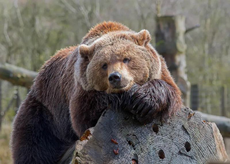 Brown bear resting its head on a log