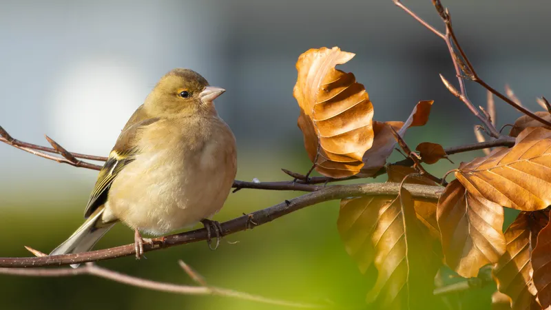 Chaffinch perched on a branch beside golden autumn leaves