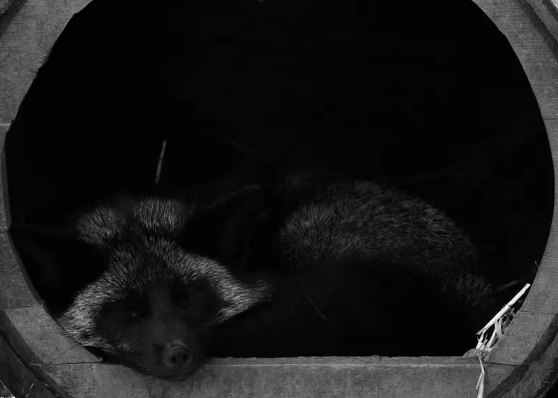 Dark-coated red fox asleep, curled inside a wooden den in low light