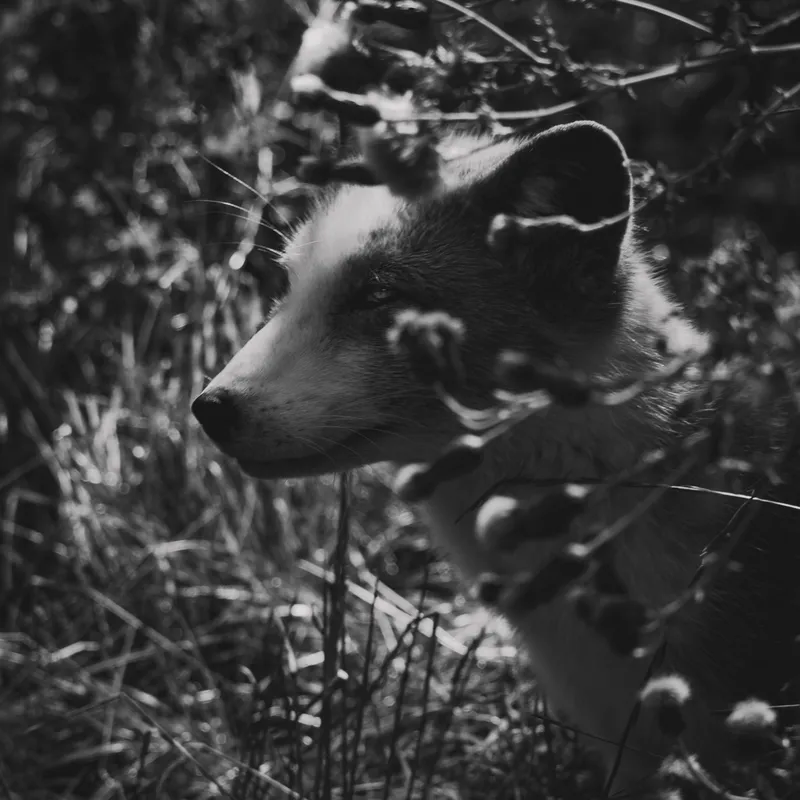 Arctic fox in profile among grasses, black and white