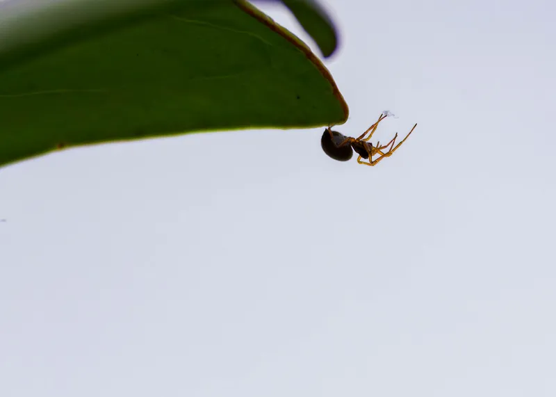 Small spider hanging from the edge of a leaf