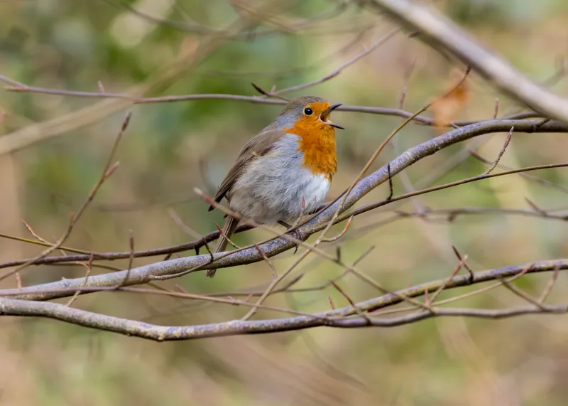 European robin singing on a branch