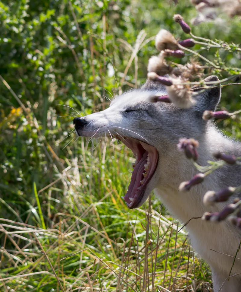 Arctic fox yawning in summer grass