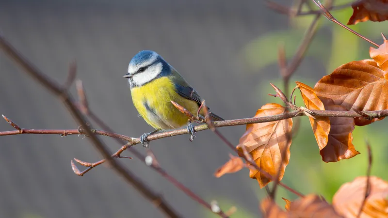 Blue tit perched beside russet autumn leaves